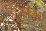 Vibrantly Colored, Polished Petrified Wood Section - Arizona #113359-2
